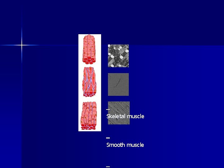  Skeletal muscle Smooth muscle 