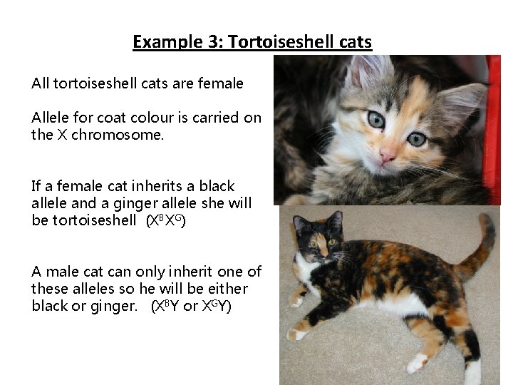 Example 3: Tortoiseshell cats All tortoiseshell cats are female Allele for coat colour is