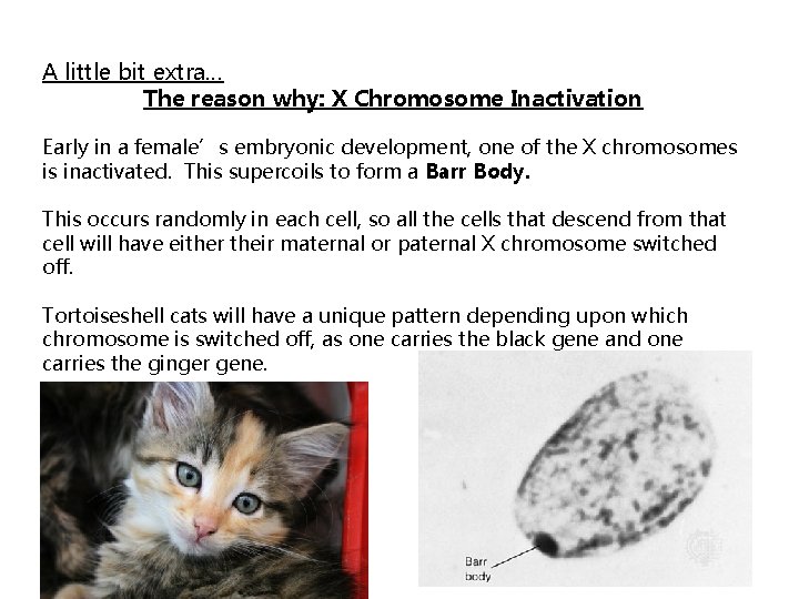 A little bit extra… The reason why: X Chromosome Inactivation Early in a female’s