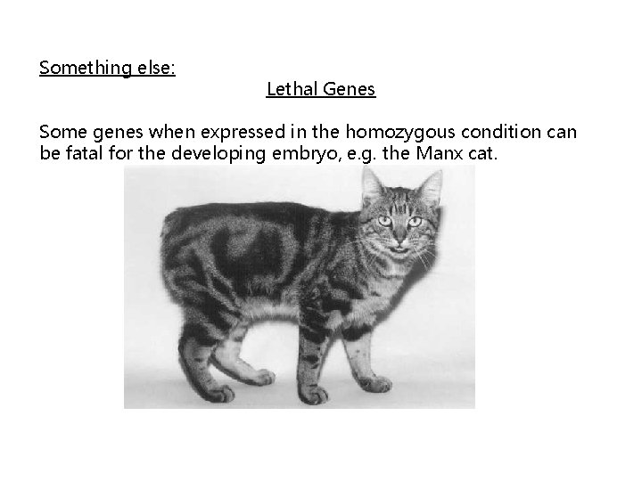 Something else: Lethal Genes Some genes when expressed in the homozygous condition can be