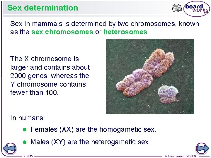 Sex determination Sex in mammals is determined by two chromosomes, known as the sex Sex determination Sex in mammals is determined by two chromosomes, known as the sex