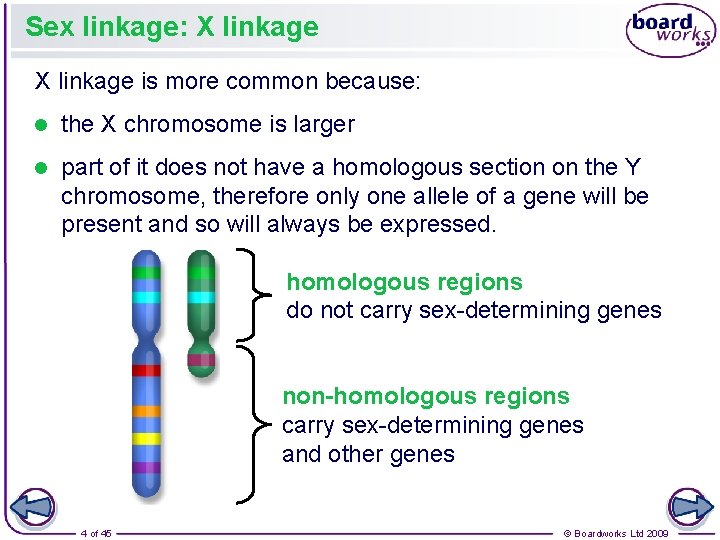 Sex linkage: X linkage is more common because: l the X chromosome is larger