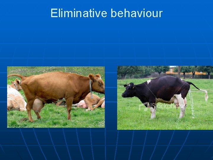 Eliminative behaviour 