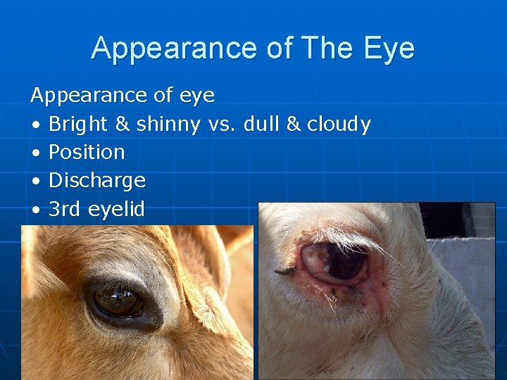 Appearance of The Eye Appearance of eye • Bright & shinny vs. dull &