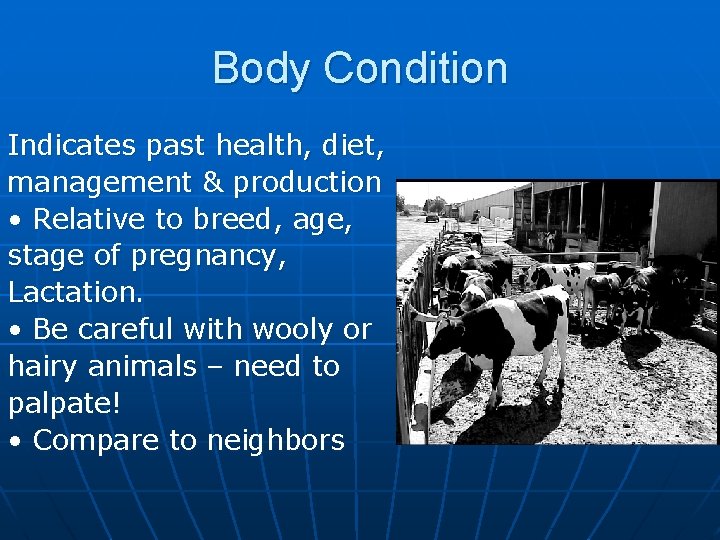 Body Condition Indicates past health, diet, management & production • Relative to breed, age,