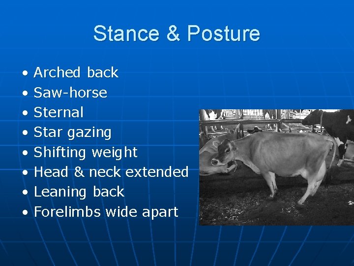 Stance & Posture • • Arched back Saw-horse Sternal Star gazing Shifting weight Head