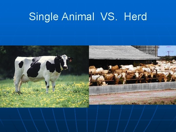 Single Animal VS. Herd 