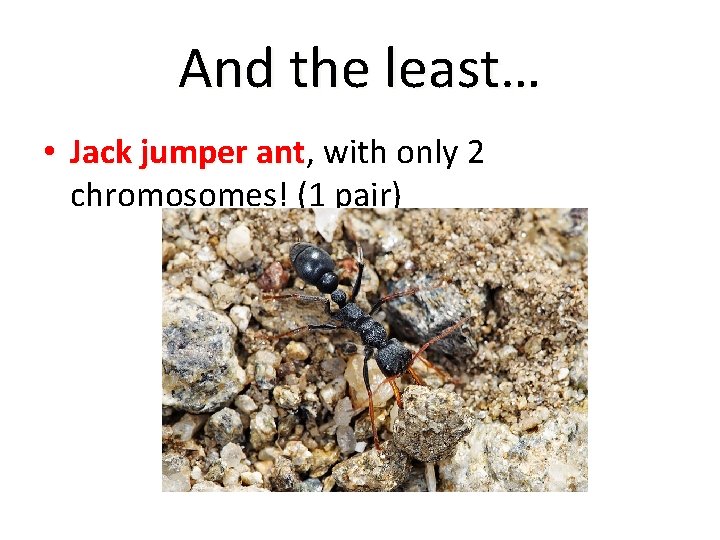 And the least… • Jack jumper ant, ant with only 2 chromosomes! (1 pair)