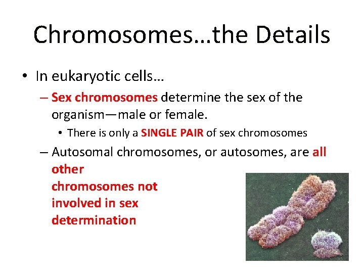 Chromosomes…the Details • In eukaryotic cells… – Sex chromosomes determine the sex of the