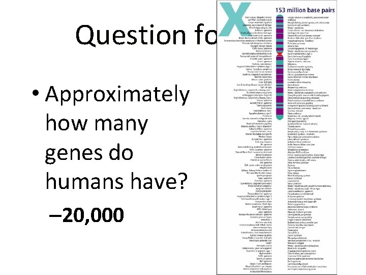 Question for you: • Approximately how many genes do humans have? – 20, 000