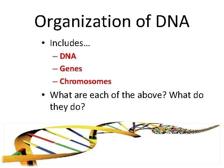 Organization of DNA • Includes… – DNA – Genes – Chromosomes • What are