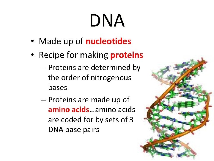DNA • Made up of nucleotides • Recipe for making proteins – Proteins are