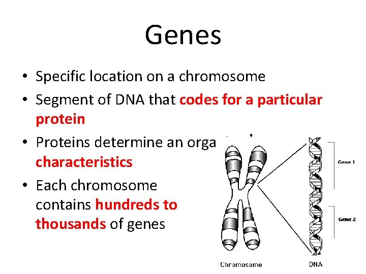 Genes • Specific location on a chromosome • Segment of DNA that codes for