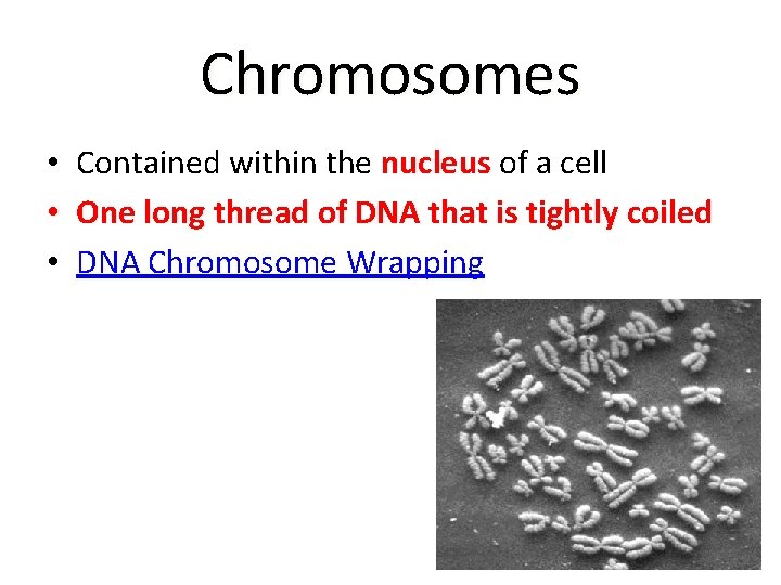 Chromosomes • Contained within the nucleus of a cell • One long thread of
