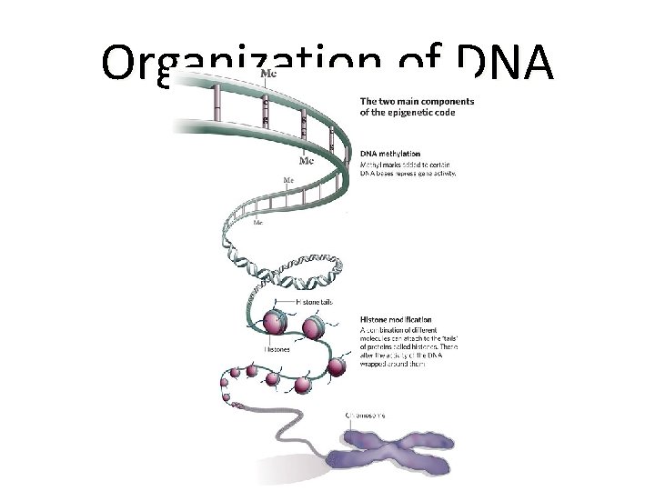 Organization of DNA 