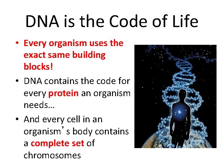 DNA is the Code of Life • Every organism uses the exact same building