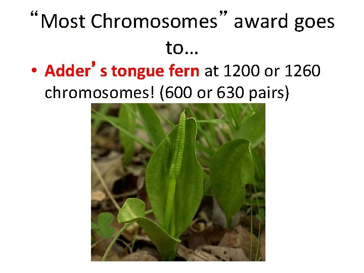 “Most Chromosomes” award goes to… • Adder’s tongue fern at 1200 or 1260 chromosomes!