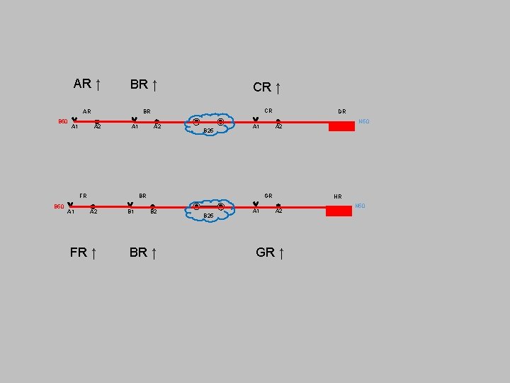 AR ↑ B 50 BR ↑ AR BR A 1 A 2 FR BR