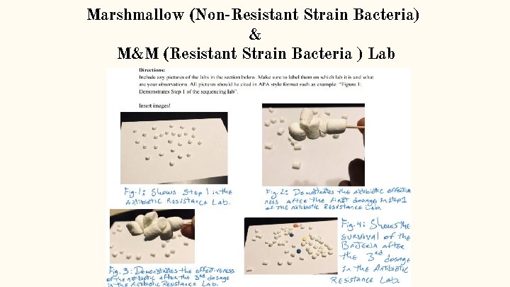 Marshmallow (Non-Resistant Strain Bacteria) & M&M (Resistant Strain Bacteria ) Lab 