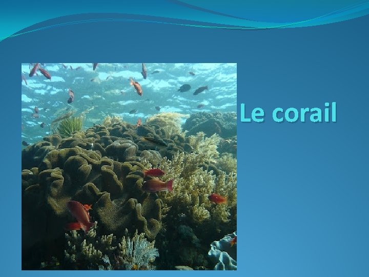 Le corail 