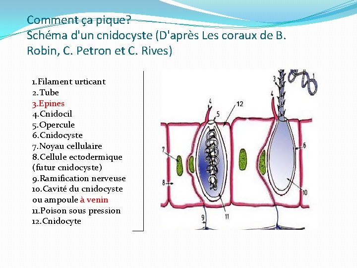 Comment ça pique? Schéma d'un cnidocyste (D'après Les coraux de B. Robin, C. Petron