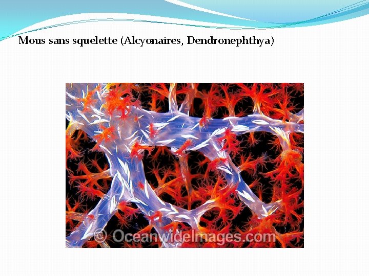 Mous sans squelette (Alcyonaires, Dendronephthya) 