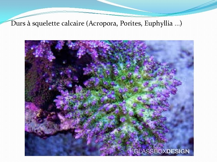 Durs à squelette calcaire (Acropora, Porites, Euphyllia. . . ) 