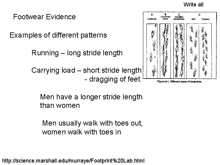 Write all Footwear Evidence Examples of different patterns Running – long stride length Carrying