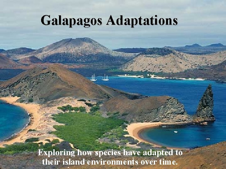 Galapagos Adaptations Exploring how species have adapted to their island environments over time. 
