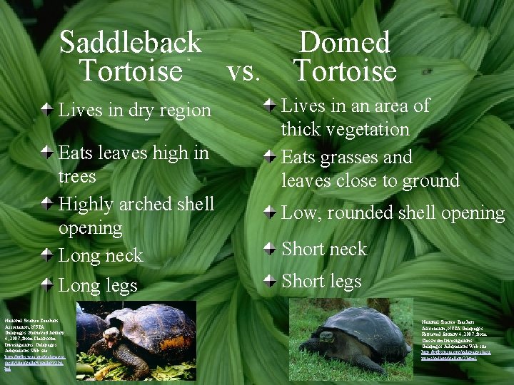 Saddleback Domed Tortoise vs. Tortoise Lives in dry region Eats leaves high in trees