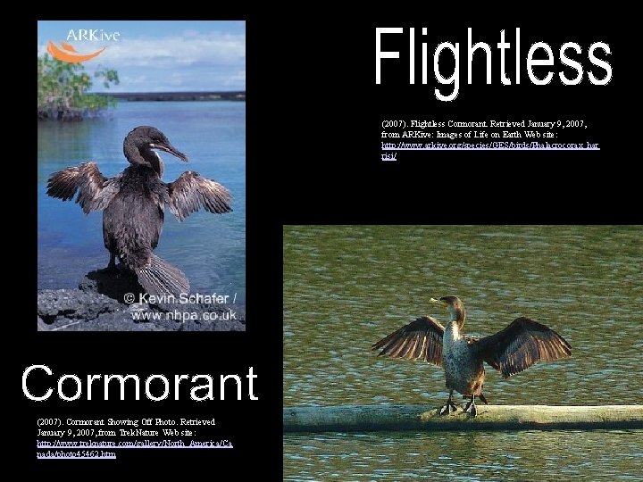 (2007). Flightless Cormorant. Retrieved January 9, 2007, from ARKive: Images of Life on Earth