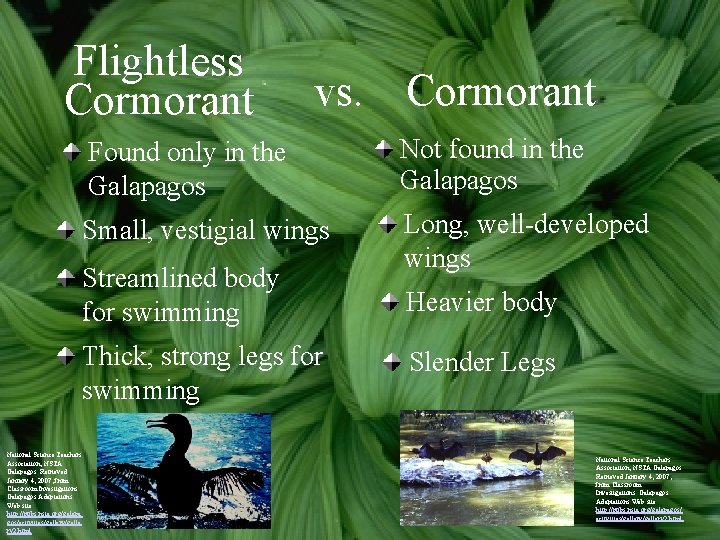 Flightless Cormorant vs. Cormorant Found only in the Galapagos Not found in the Galapagos