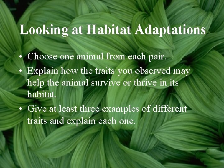 Looking at Habitat Adaptations • Choose one animal from each pair. • Explain how