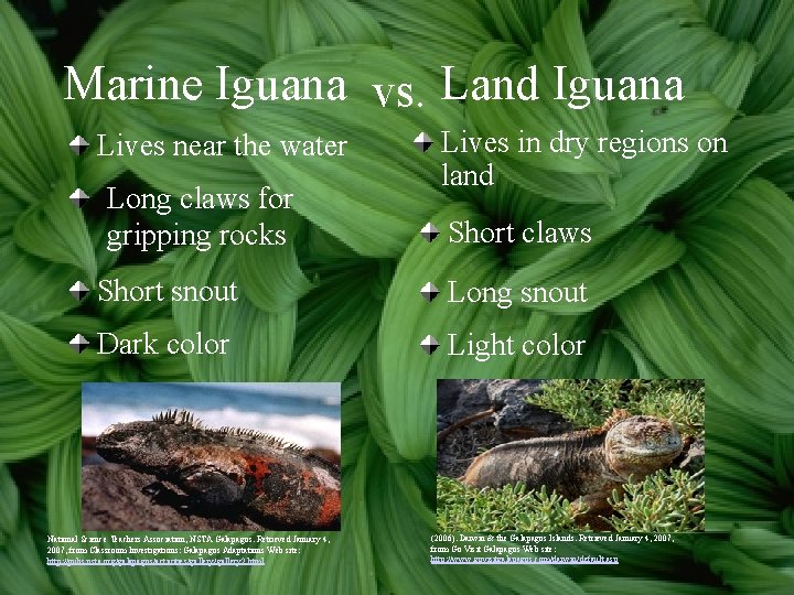 Marine Iguana vs. Land Iguana Lives near the water Long claws for gripping rocks