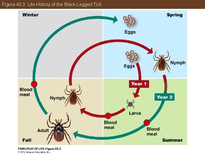 Figure 43. 3 Life History of the Black-Legged Tick 