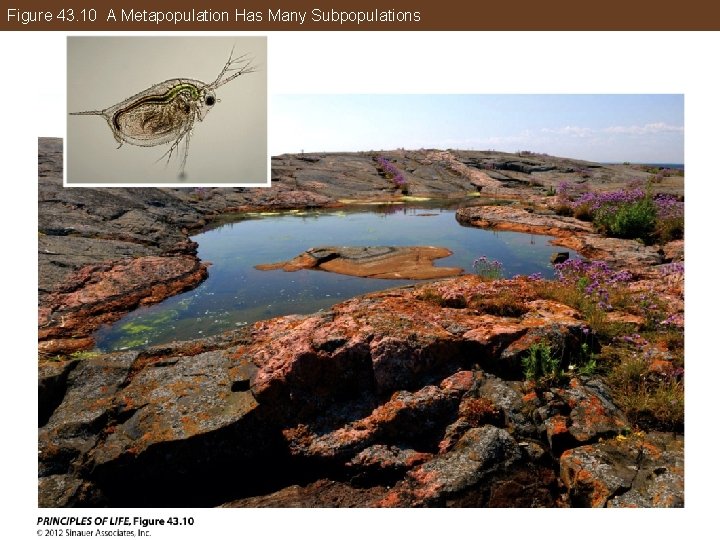 Figure 43. 10 A Metapopulation Has Many Subpopulations 