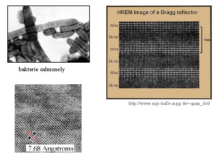bakterie salmonely http: //www. mpi-halle. mpg. de/~quan_dot/ 
