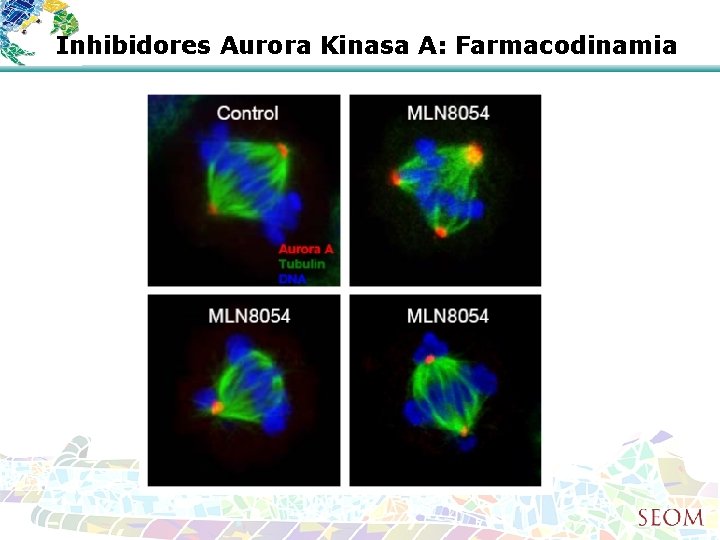 Inhibidores Aurora Kinasa A: Farmacodinamia 