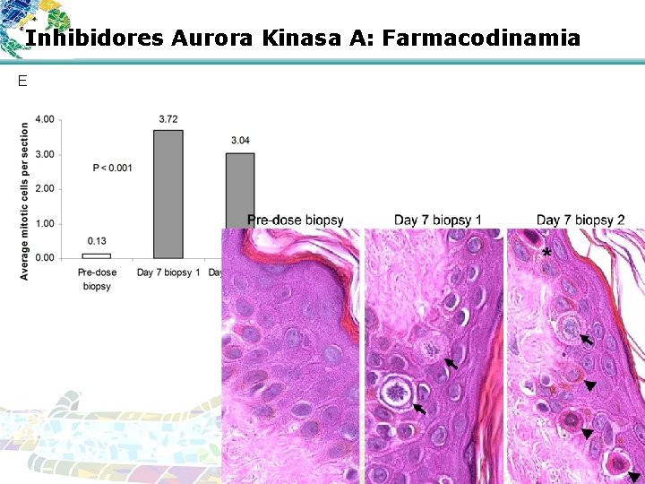 Inhibidores Aurora Kinasa A: Farmacodinamia E 