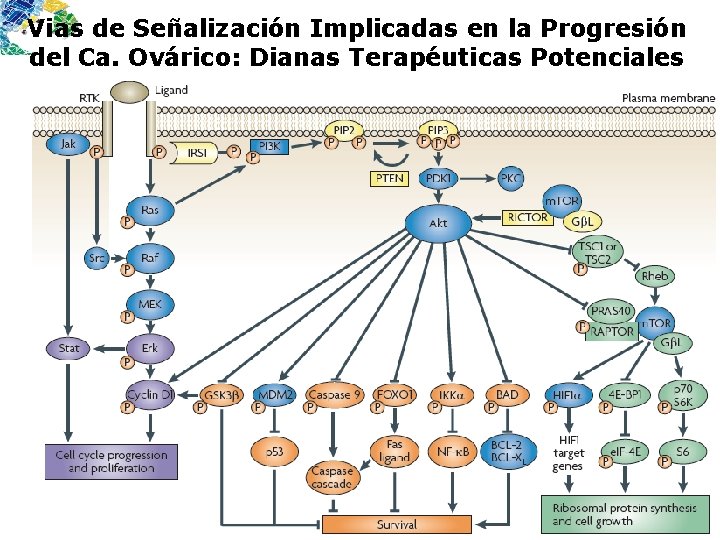 Vias de Señalización Implicadas en la Progresión del Ca. Ovárico: Dianas Terapéuticas Potenciales 