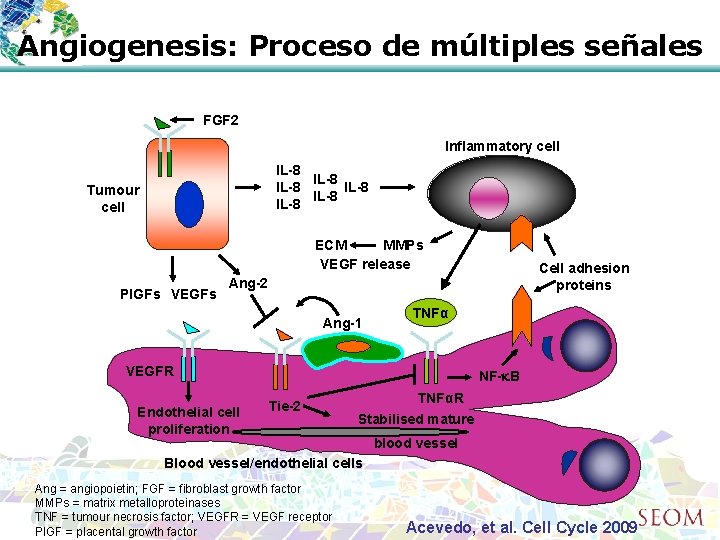 Angiogenesis: Proceso de múltiples señales FGF 2 Inflammatory cell IL-8 IL-8 Tumour cell ECM