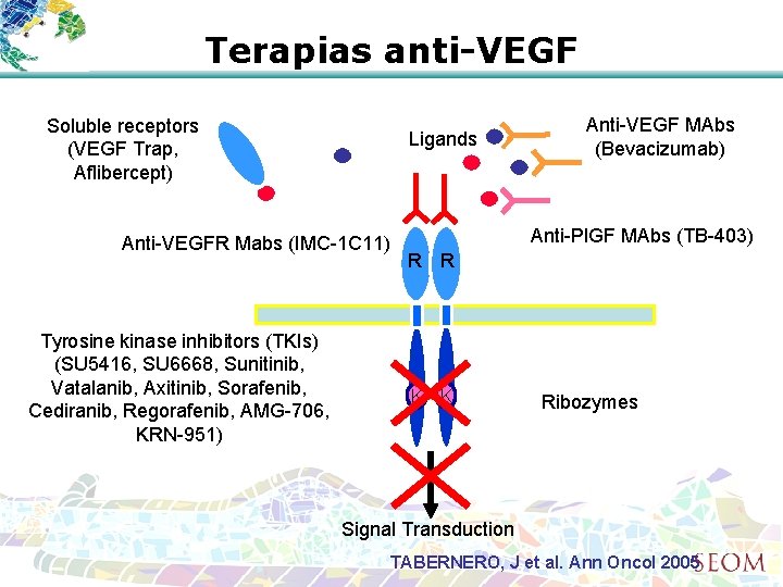 Terapias anti-VEGF Soluble receptors (VEGF Trap, Aflibercept) Ligands Anti-VEGFR Mabs (IMC-1 C 11) Tyrosine