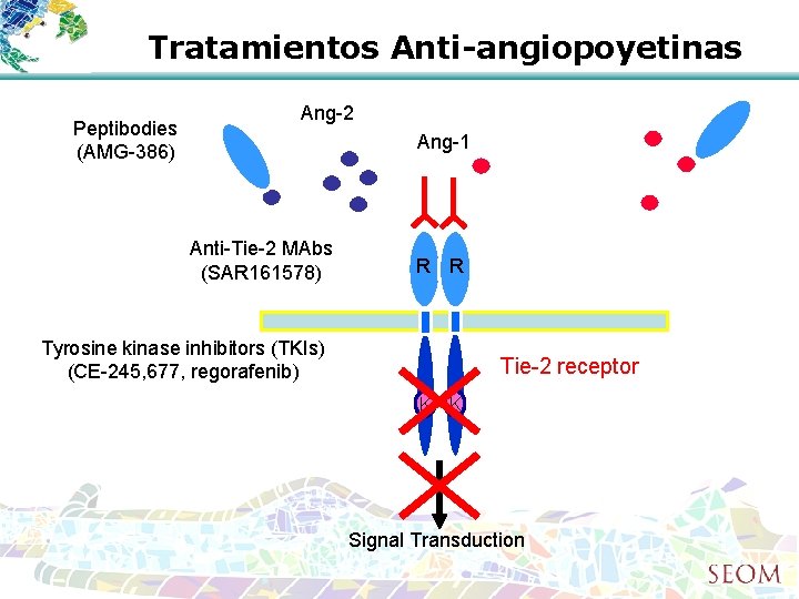 Tratamientos Anti-angiopoyetinas Peptibodies (AMG-386) Ang-2 Ang-1 Anti-Tie-2 MAbs (SAR 161578) R R Tyrosine kinase