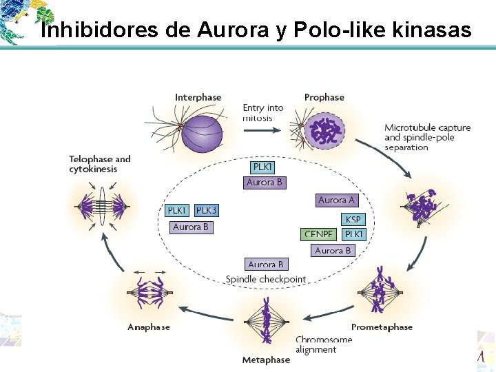 Inhibidores de Aurora y Polo-like kinasas 