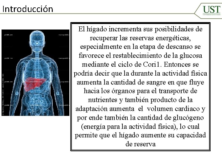 Introducción El hígado incrementa sus posibilidades de recuperar las reservas energéticas, especialmente en la