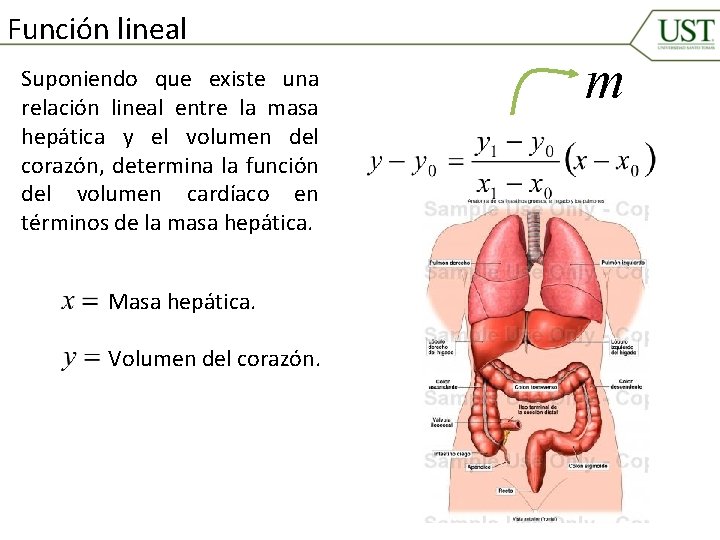 Función lineal Suponiendo que existe una relación lineal entre la masa hepática y el