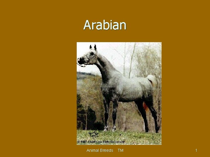 Arabian Animal Breeds TM 1 