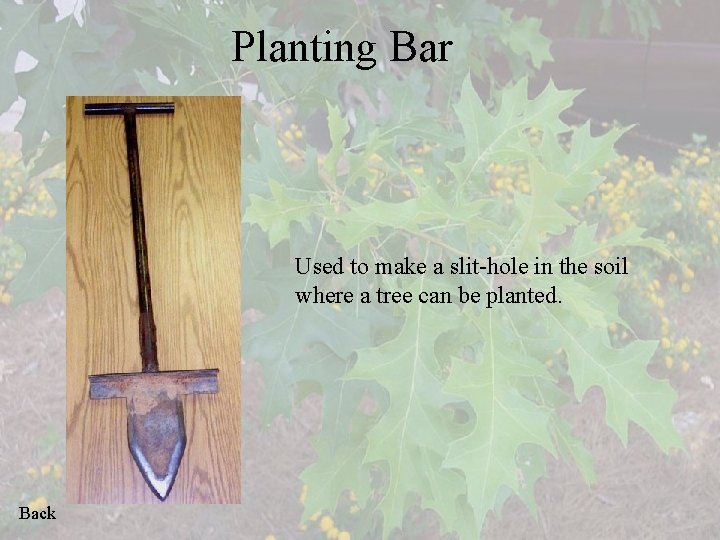 Planting Bar Used to make a slit-hole in the soil where a tree can