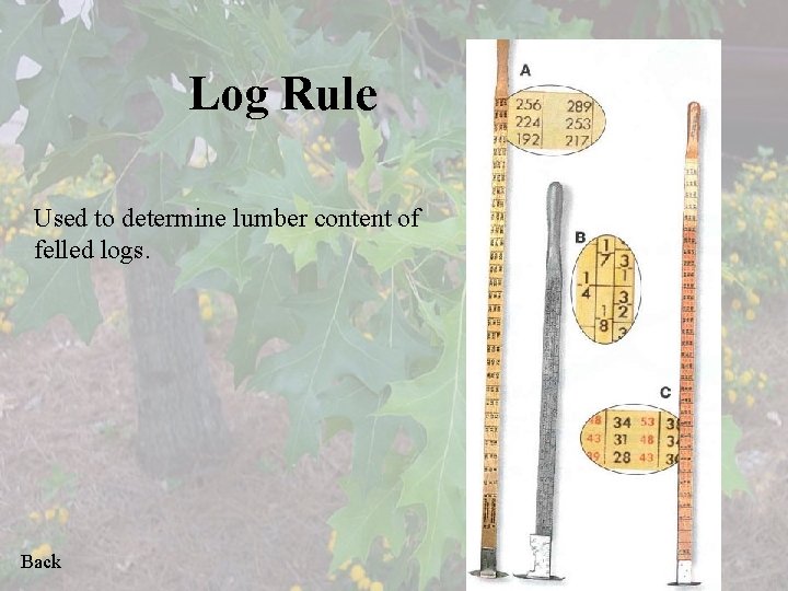 Log Rule Used to determine lumber content of felled logs. Back 