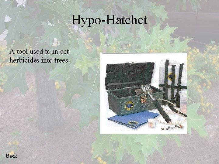 Hypo-Hatchet A tool used to inject herbicides into trees. Back 